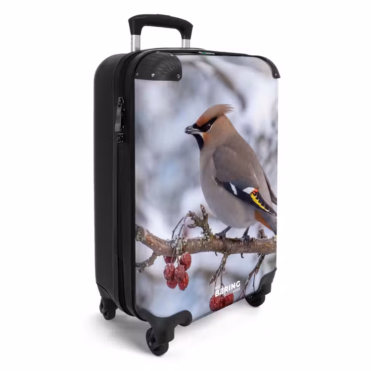 Suitcase - Eurasian Jay - Berries - Winter - Nature — 4