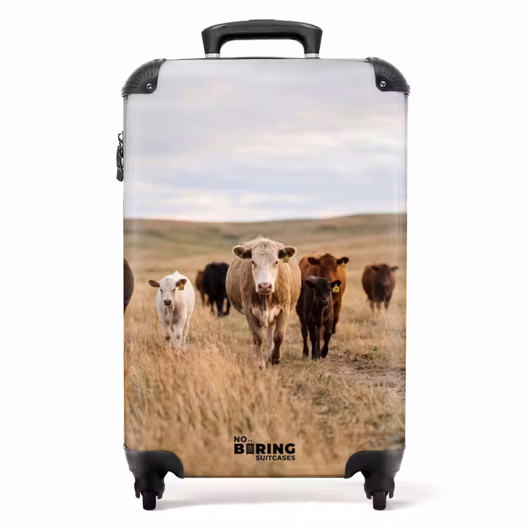 Suitcase - Cattle - Herd - Landscape - Pasture - Peaceful — 1