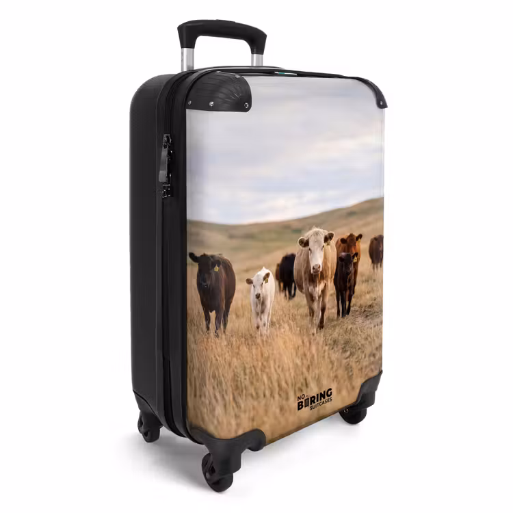 Suitcase - Cattle - Herd - Landscape - Pasture - Peaceful — 4