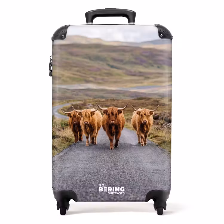 Suitcase - Scottish Highland Cattle - Road - Landscape - Herd — 1
