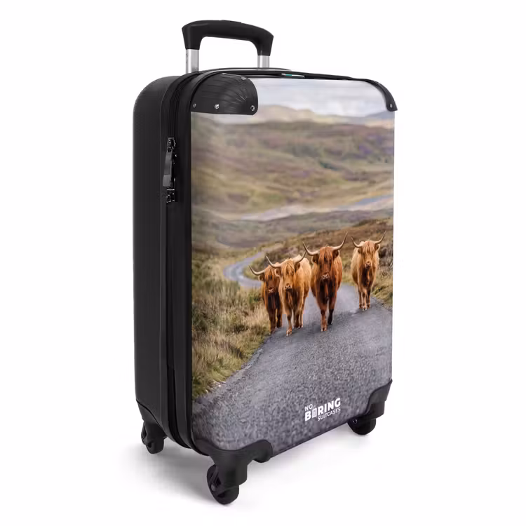 Suitcase - Scottish Highland Cattle - Road - Landscape - Herd — 4