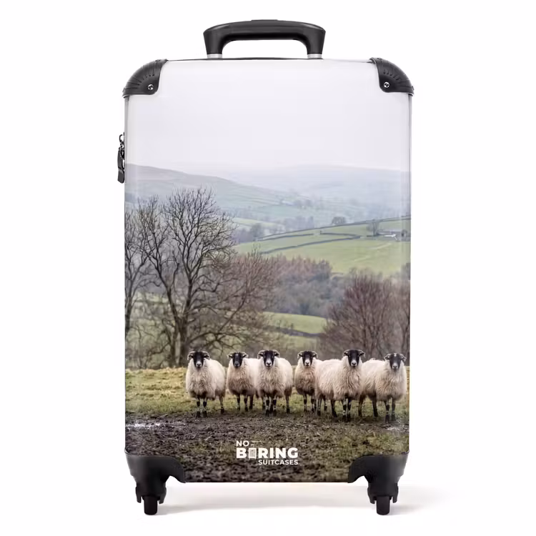 Suitcase - Sheep - Row - Pasture - Animals - Countryside — 1