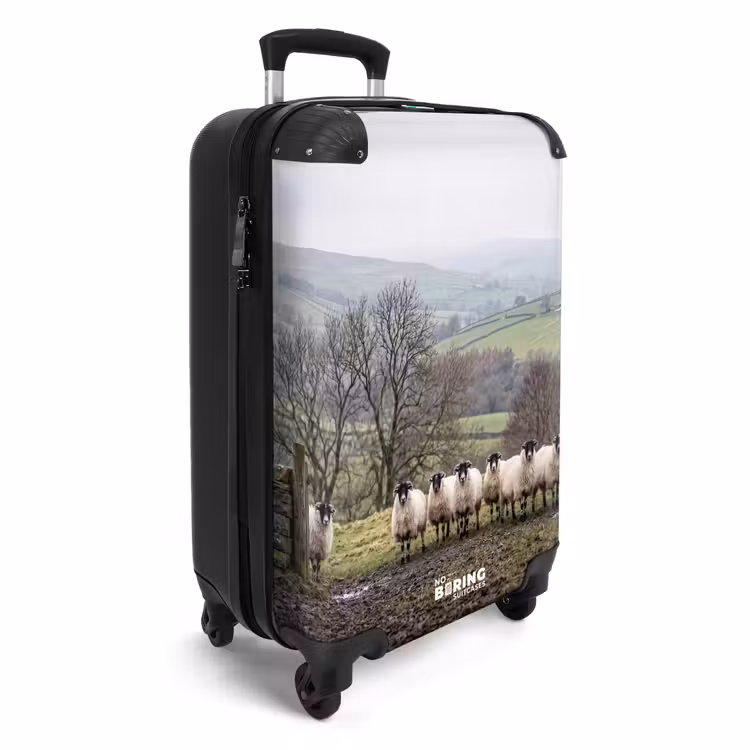 Suitcase - Sheep - Row - Pasture - Animals - Countryside — 4